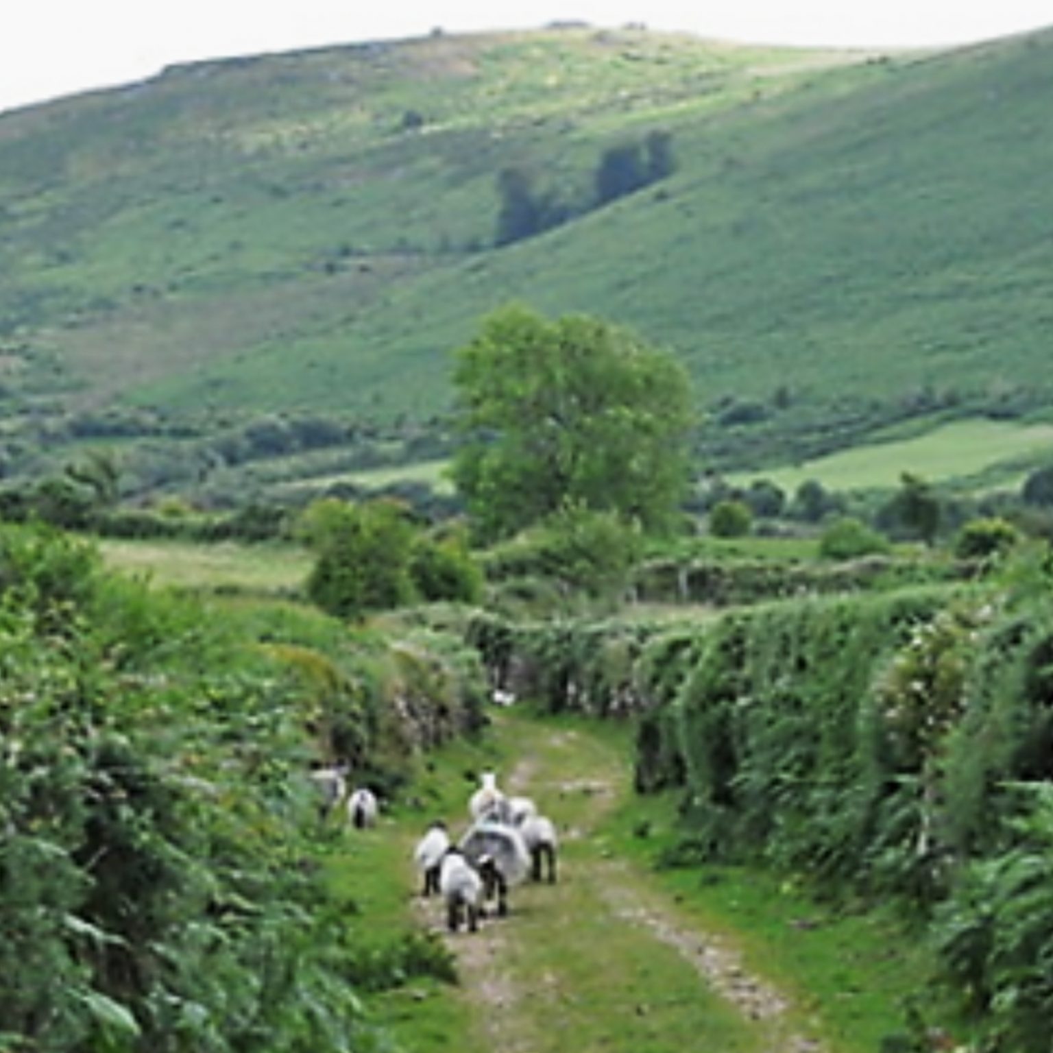 Our Story Shallowford Farm